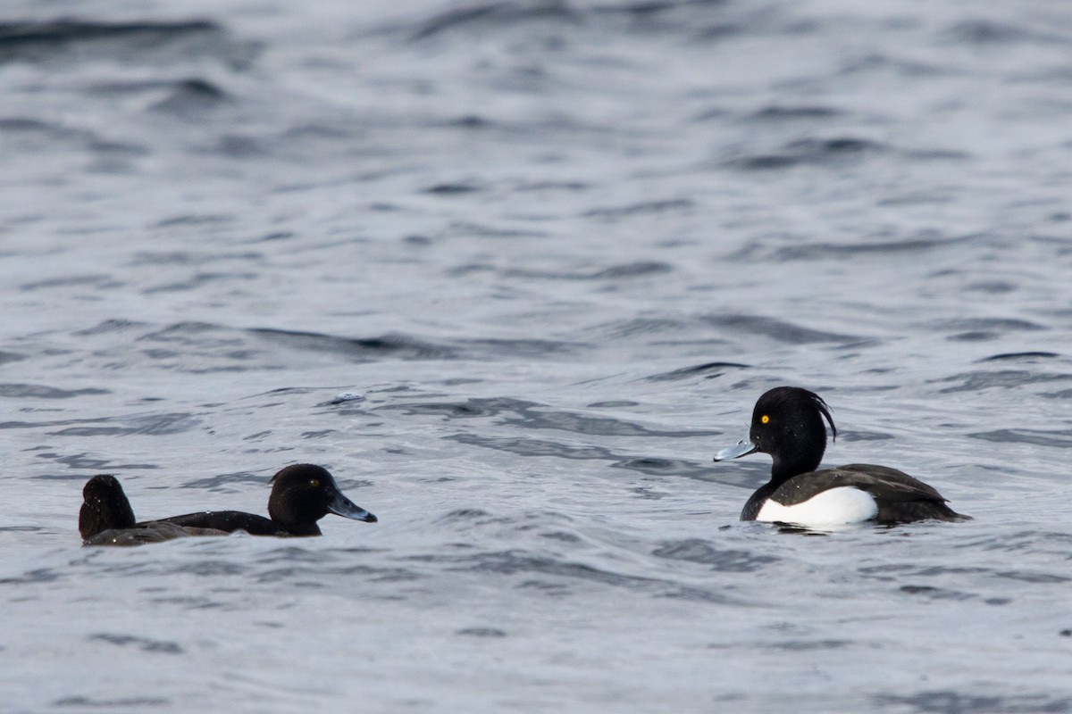 Tufted Duck - ML615250491