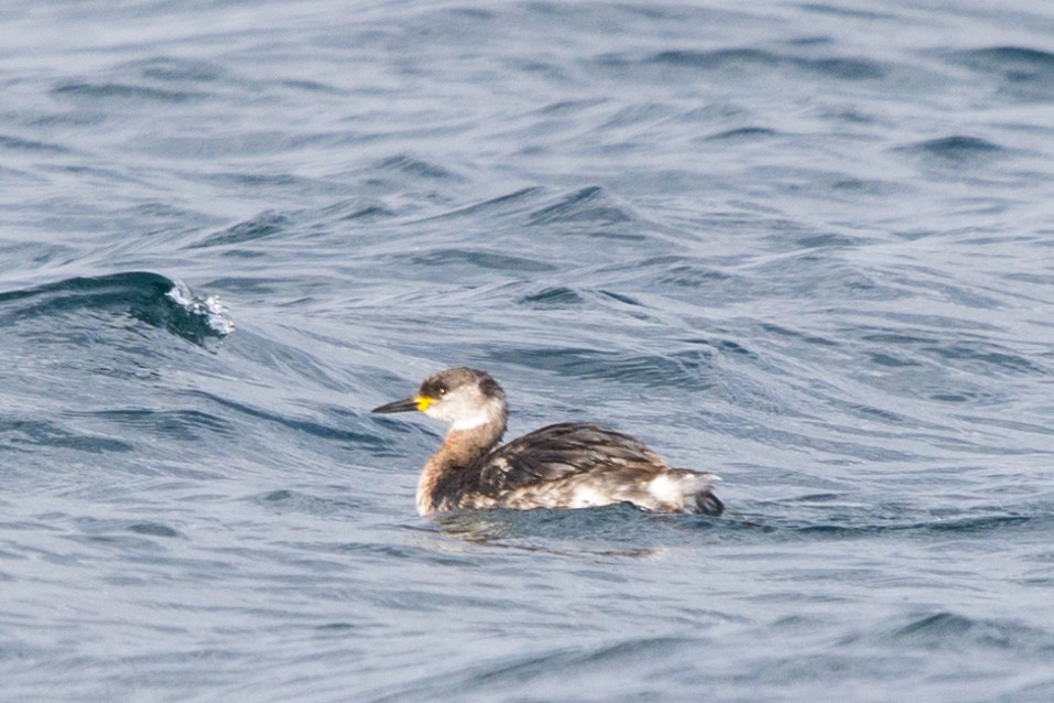 Red-necked Grebe - ML615250540