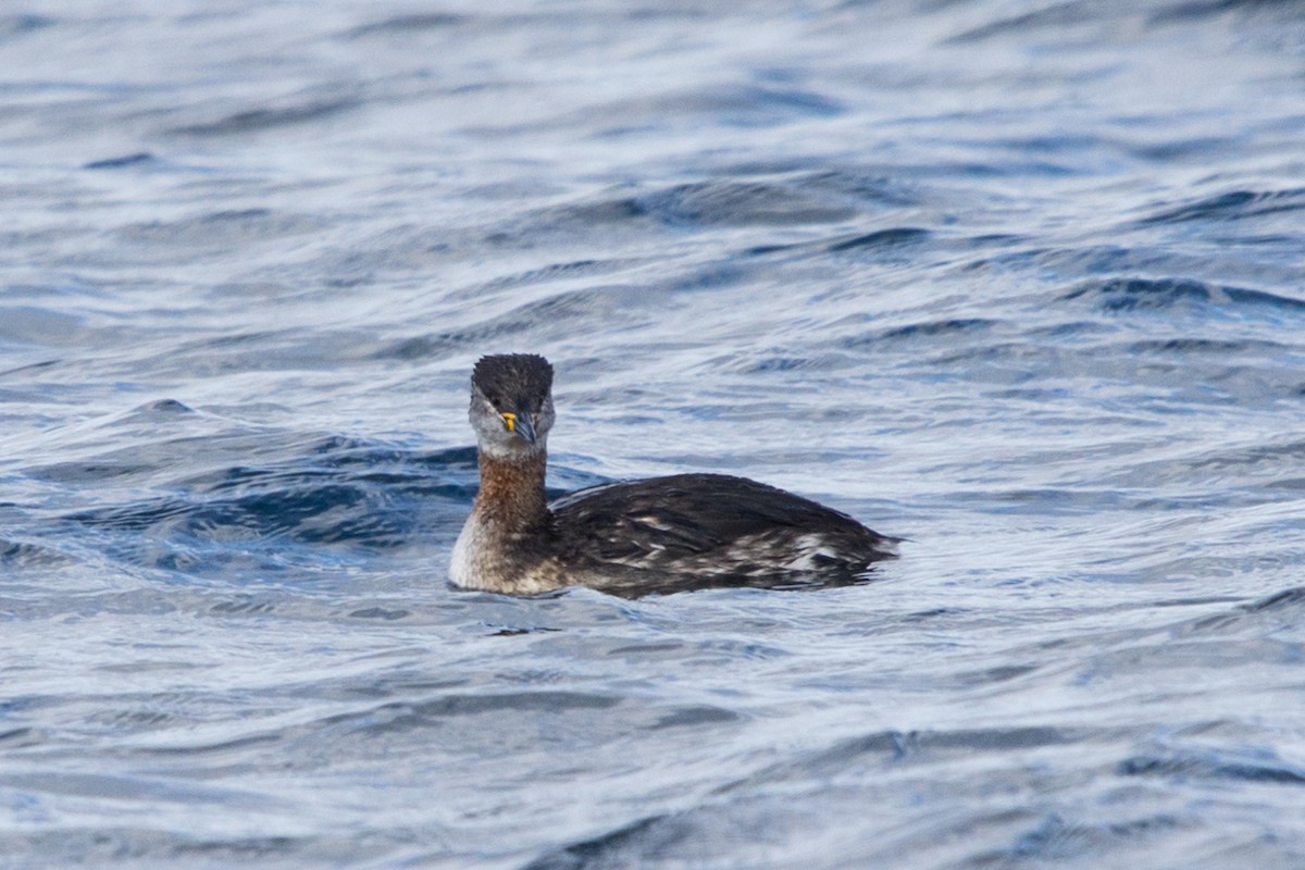 Red-necked Grebe - ML615250544