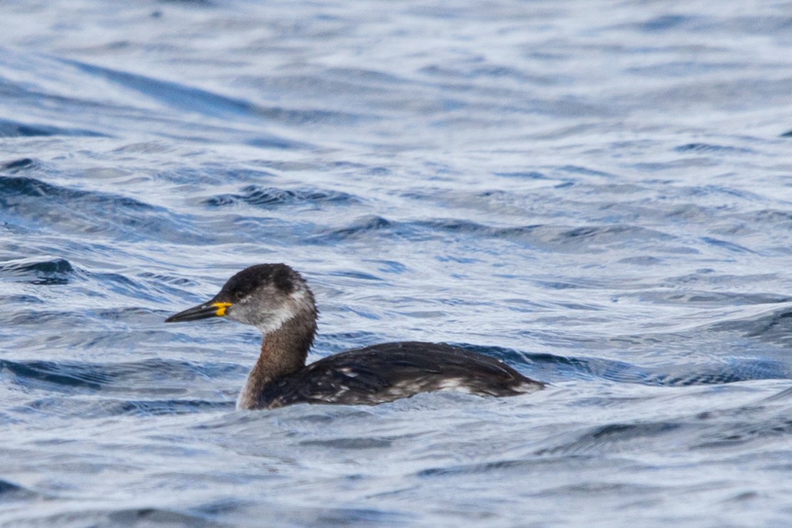 Red-necked Grebe - ML615250549
