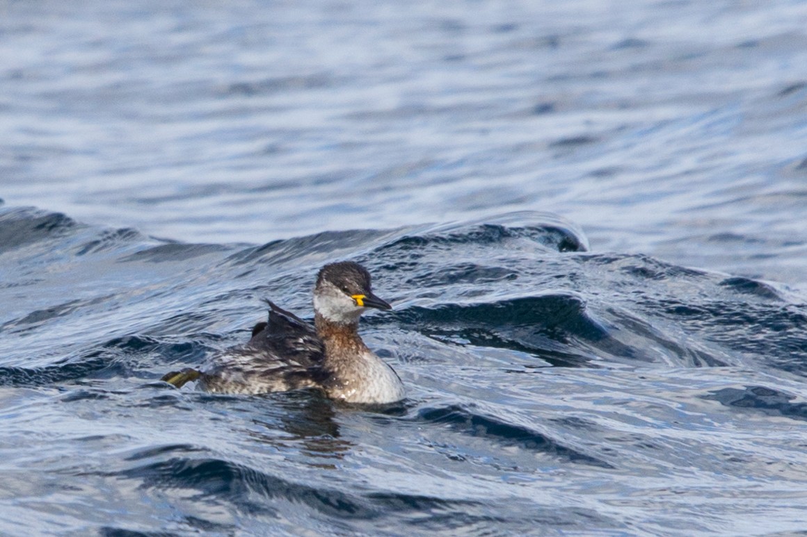 Red-necked Grebe - ML615250550