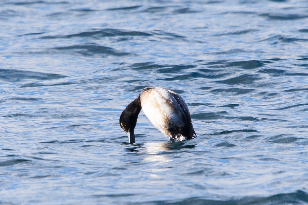 Greater Scaup - ML615250589