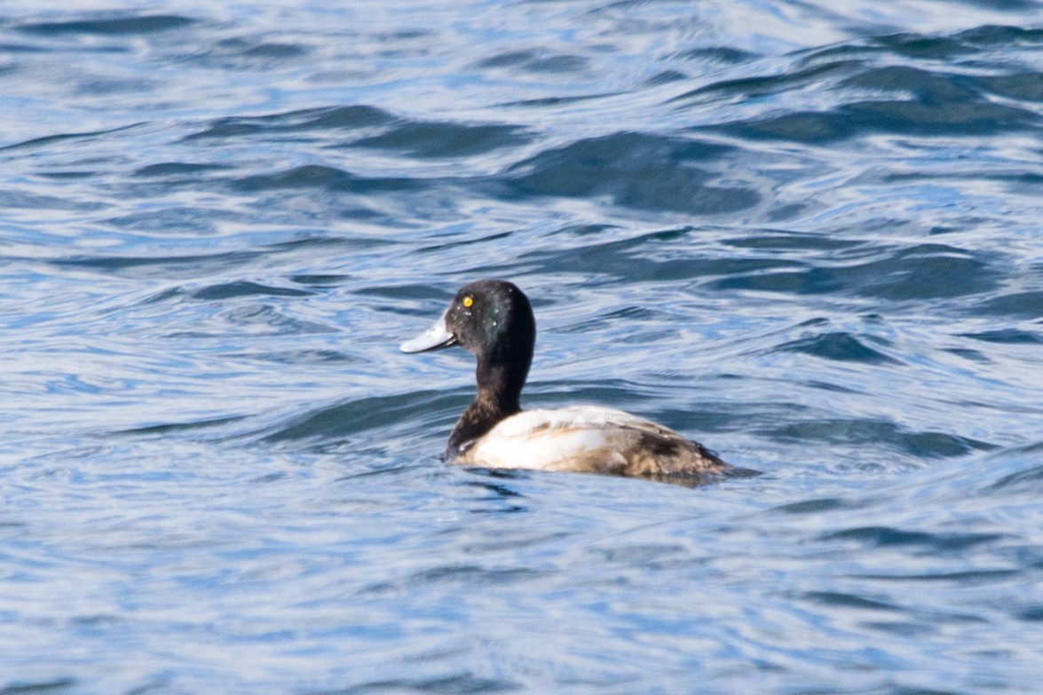 Greater Scaup - ML615250591