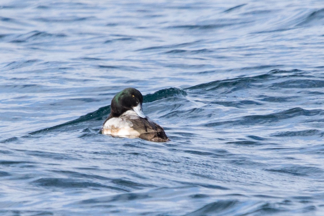 Greater Scaup - ML615250604
