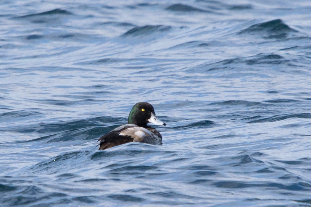 Greater Scaup - ML615250605