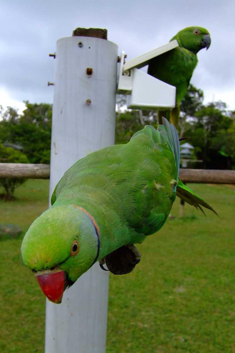 Morityus Yeşil Papağanı - ML615250629