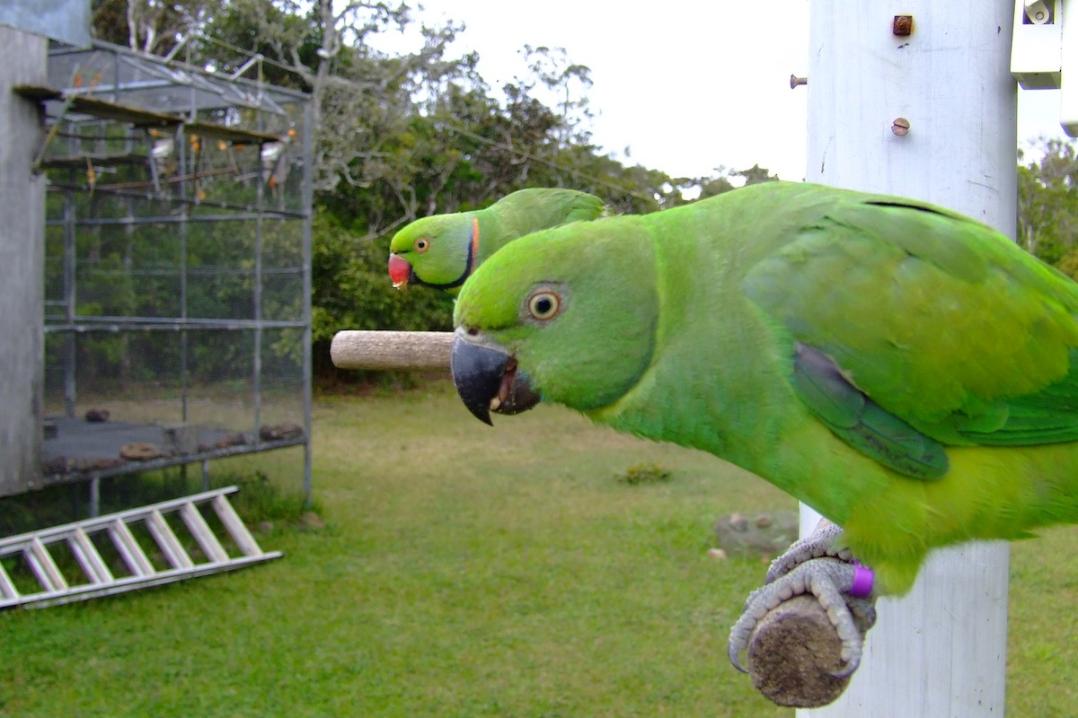 Morityus Yeşil Papağanı - ML615250633