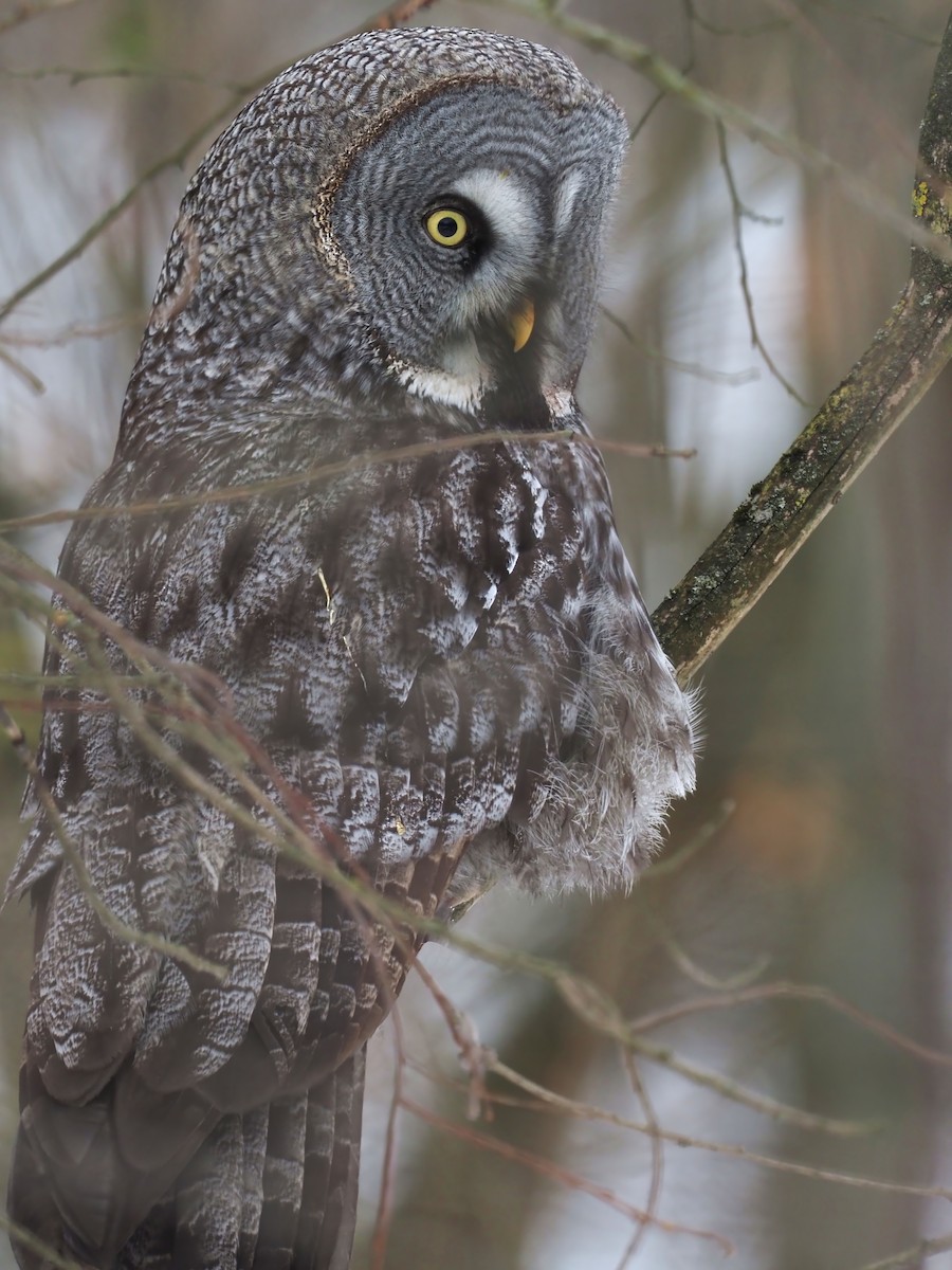Great Gray Owl - ML615250677