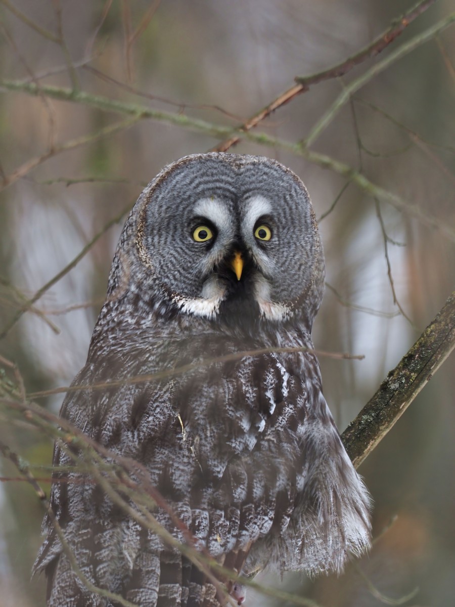 Great Gray Owl - ML615250679