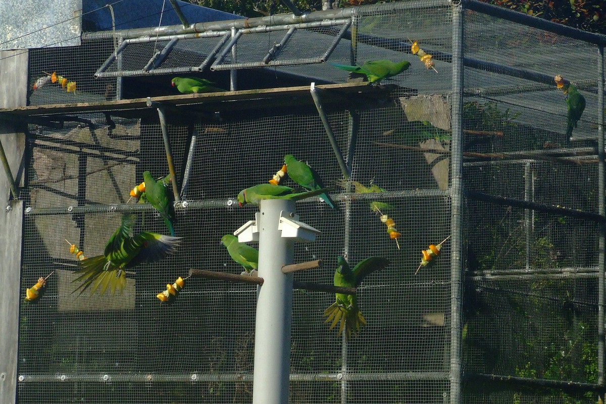 Morityus Yeşil Papağanı - ML615250704