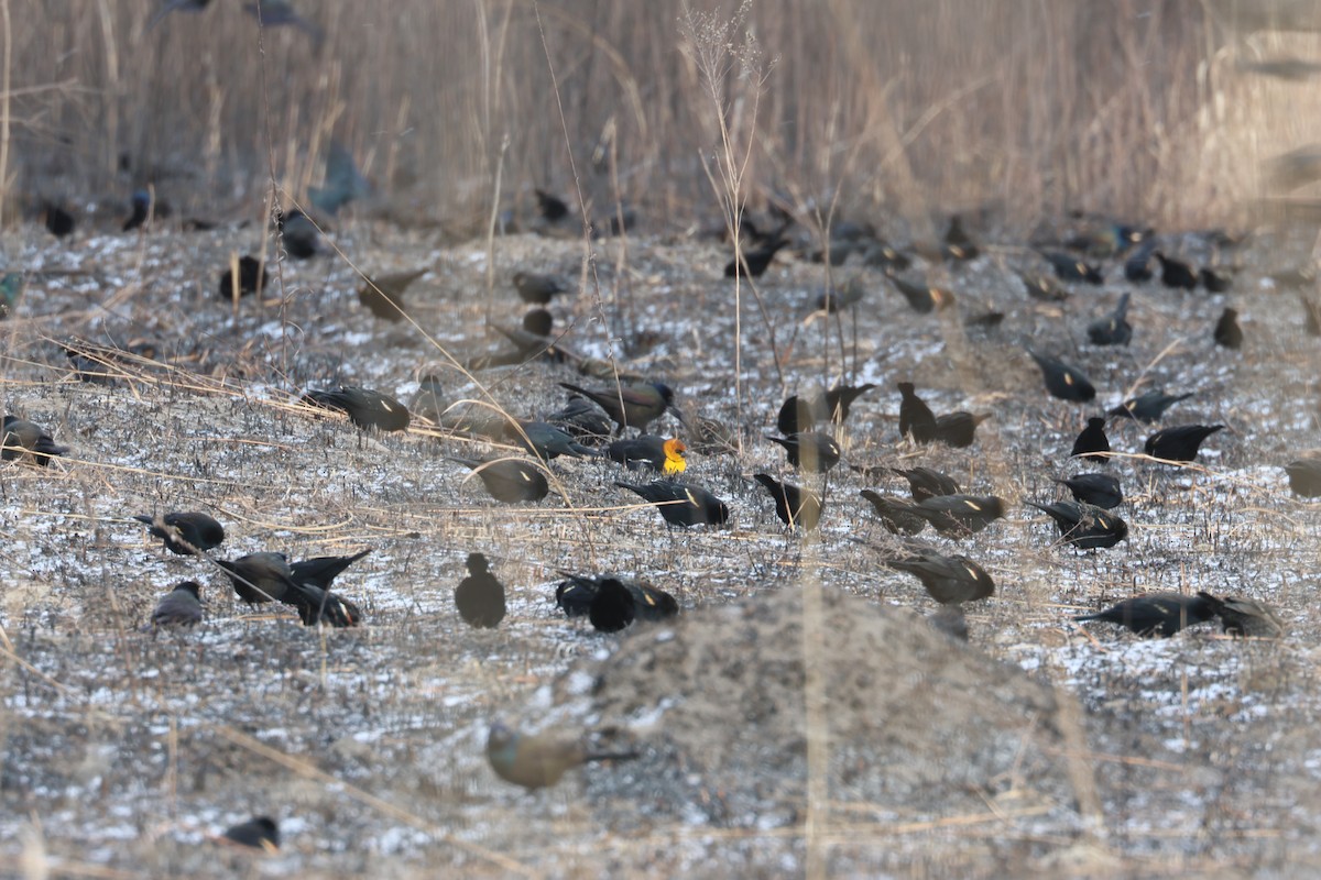 Yellow-headed Blackbird - James  Burk