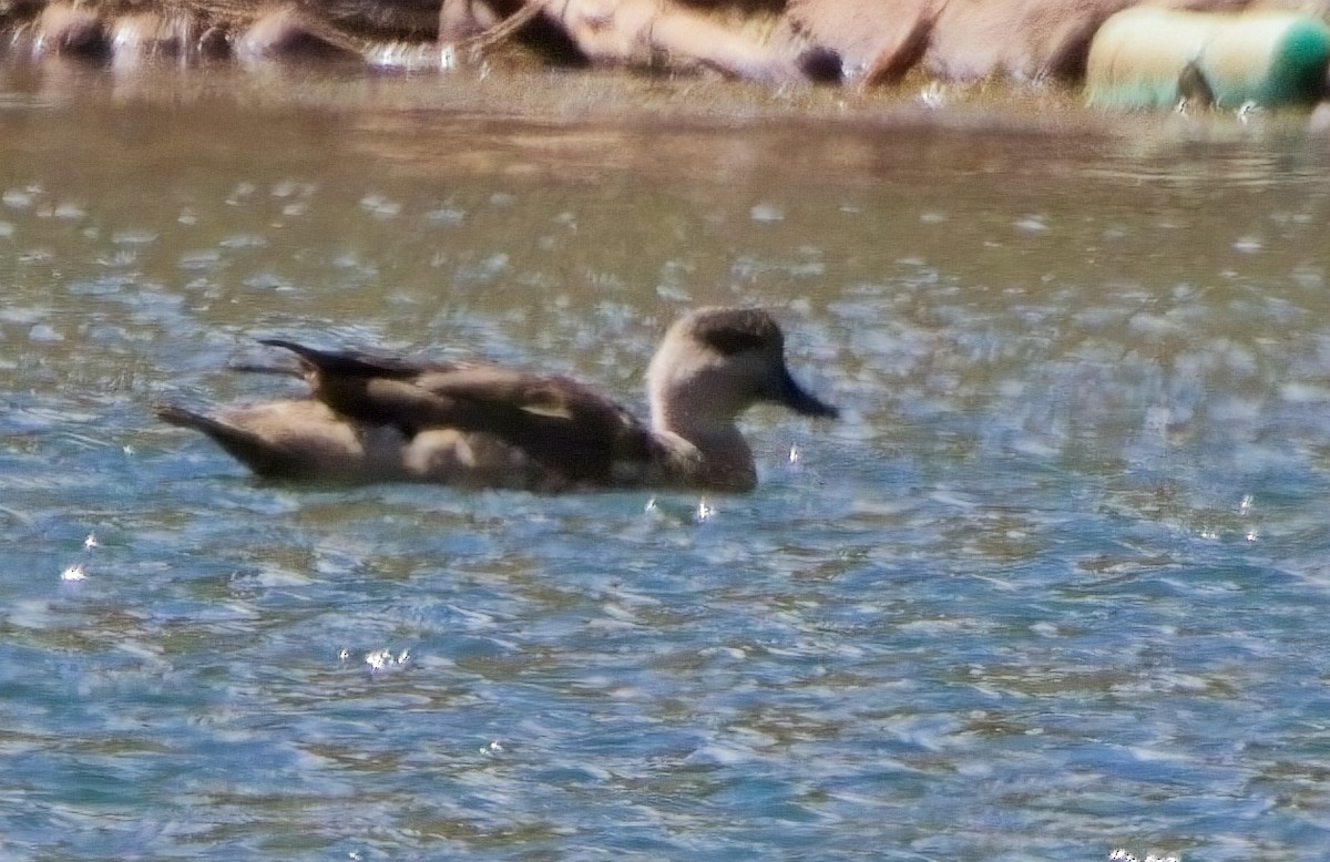 Crested Duck - ML615250783