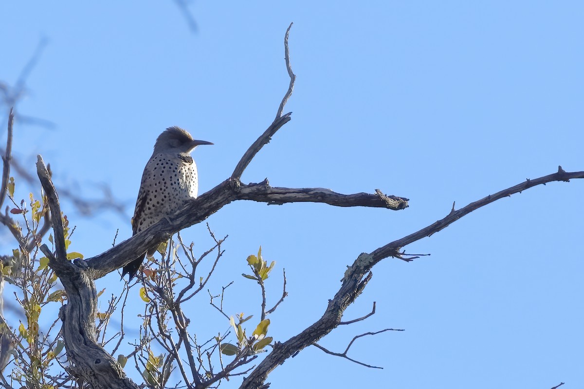 Northern Flicker (Red-shafted) - ML615250827