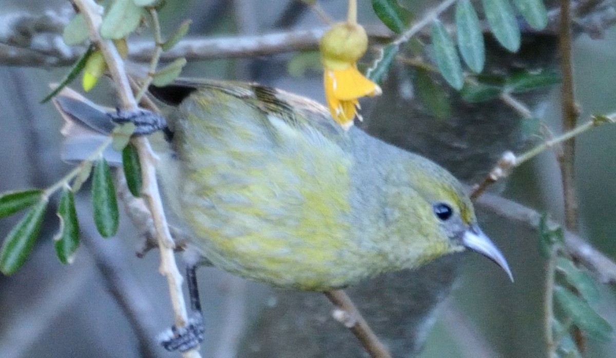 Hawaii-Amakihikleidervogel (wilsoni) - ML615250976