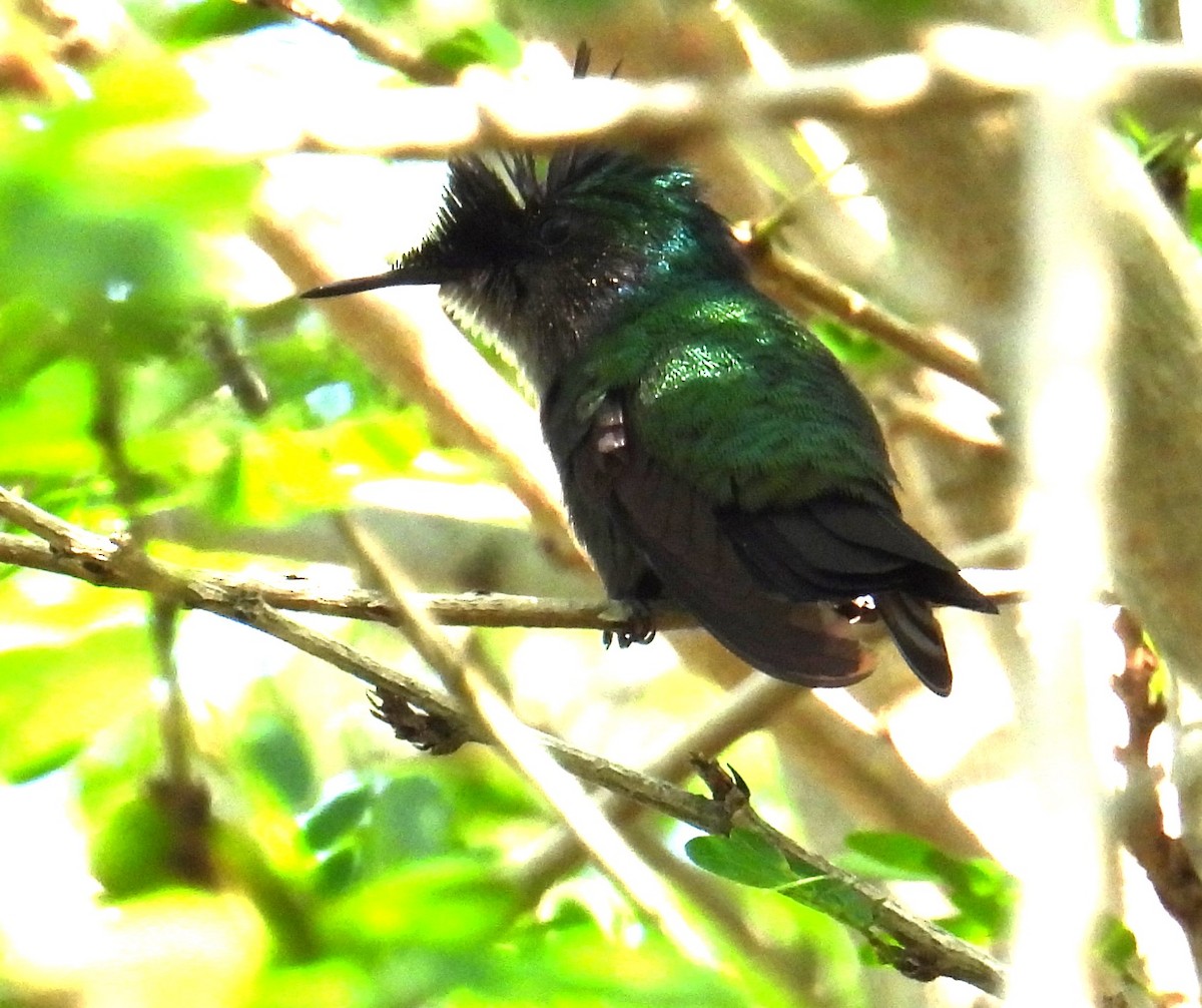 Antillean Crested Hummingbird - ML615251086