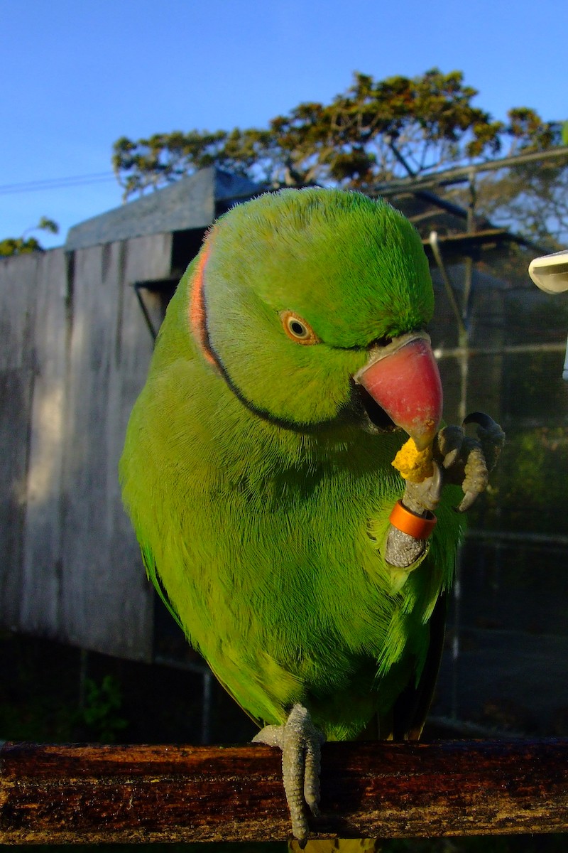 Morityus Yeşil Papağanı - ML615251149