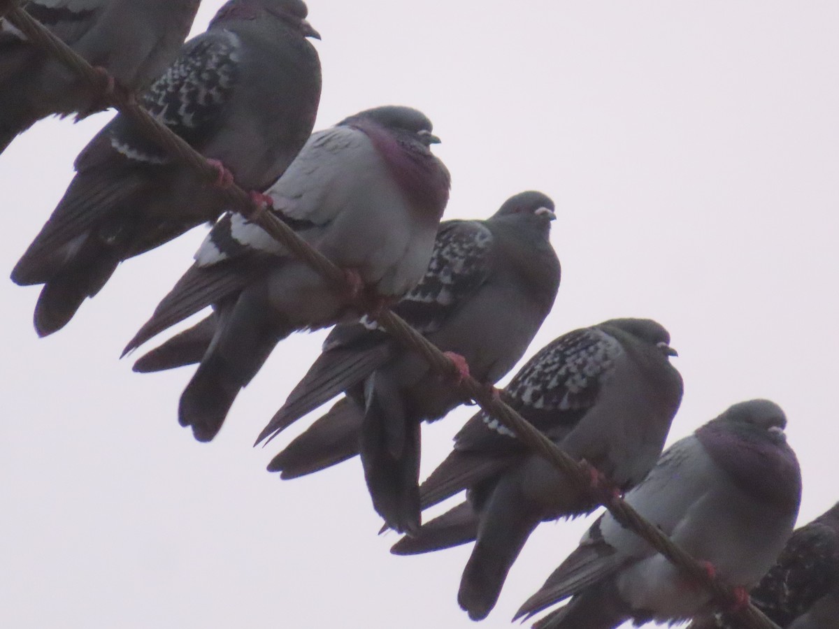 Rock Pigeon (Feral Pigeon) - ML615251183