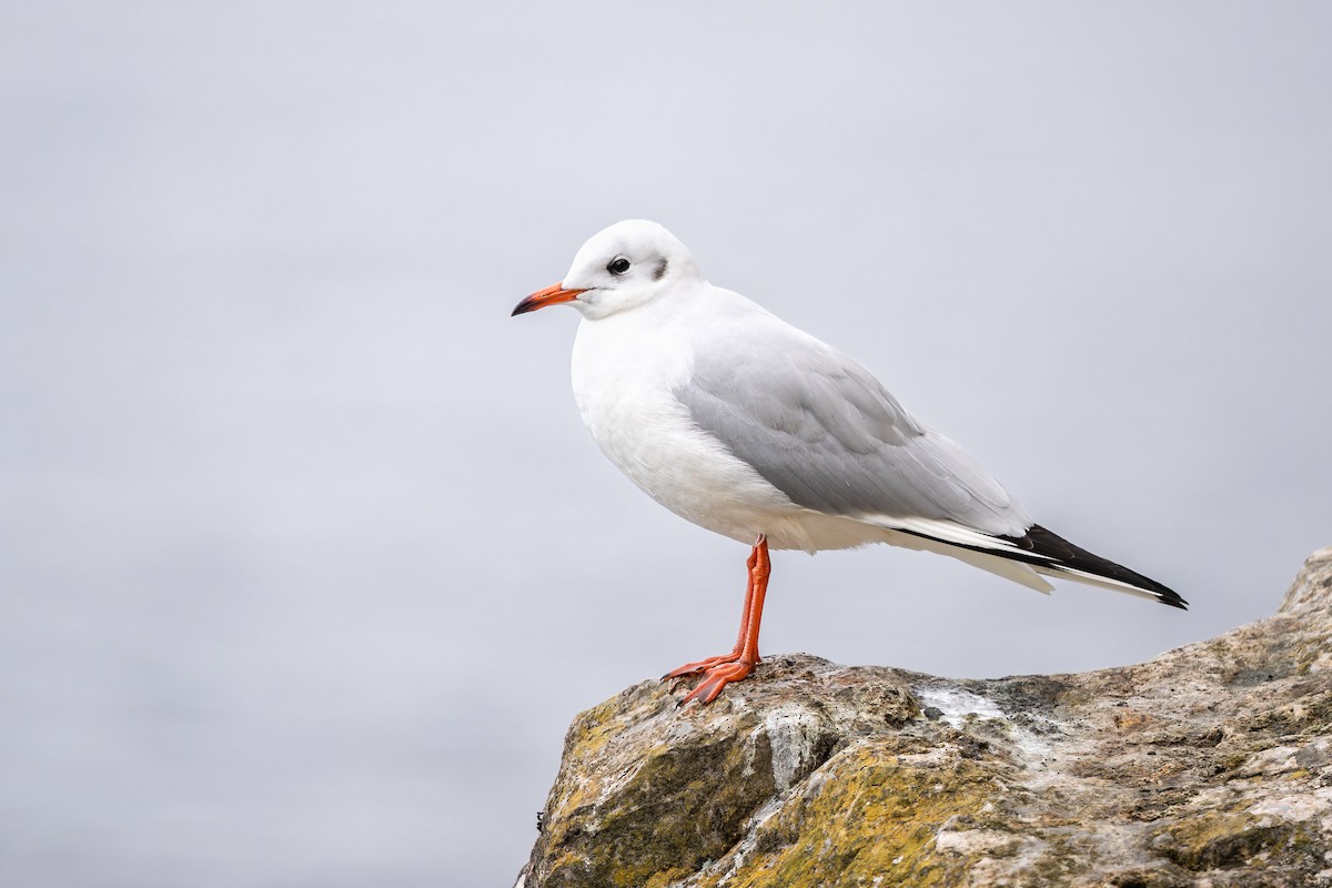 Mouette rieuse - ML615251251