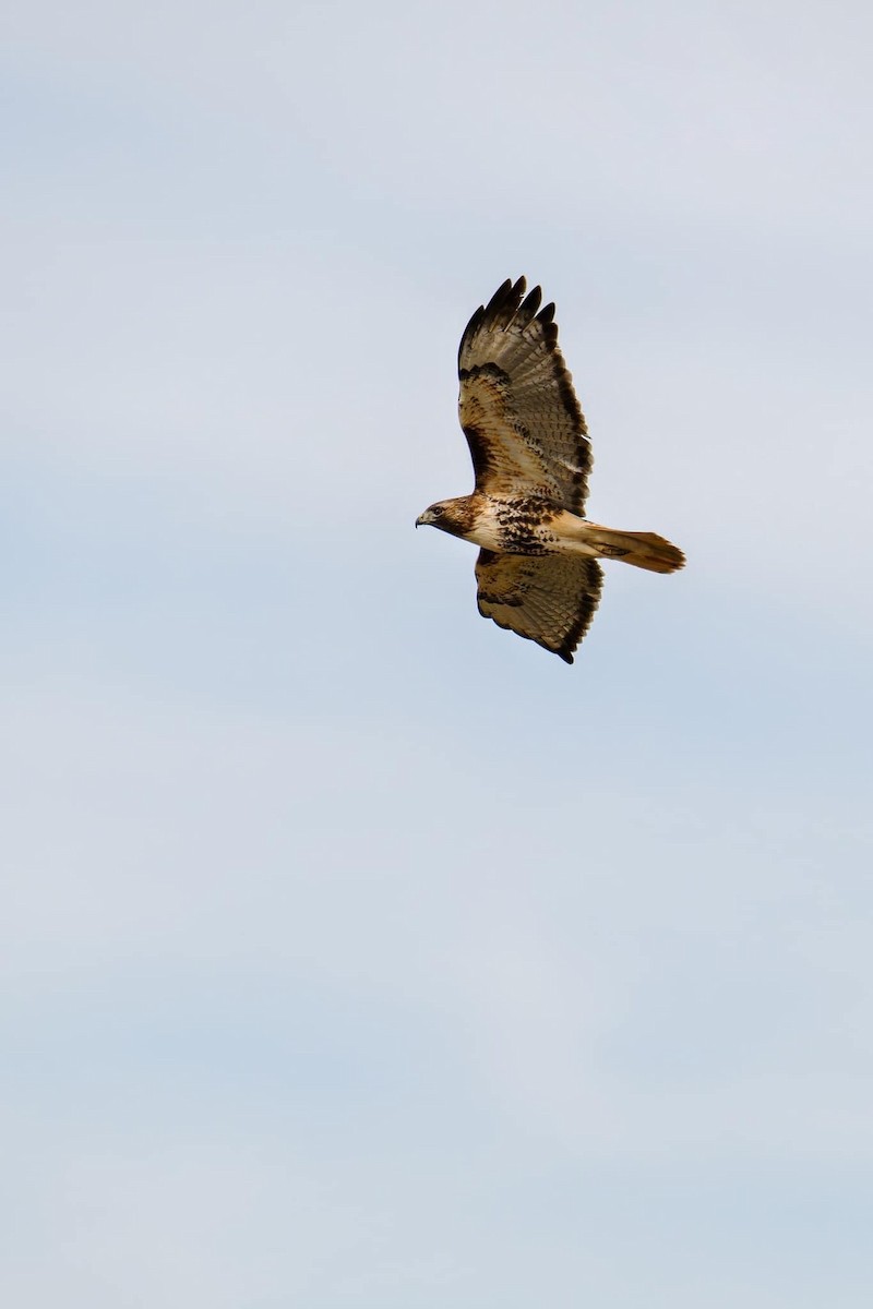 Red-tailed Hawk (abieticola) - ML615251365