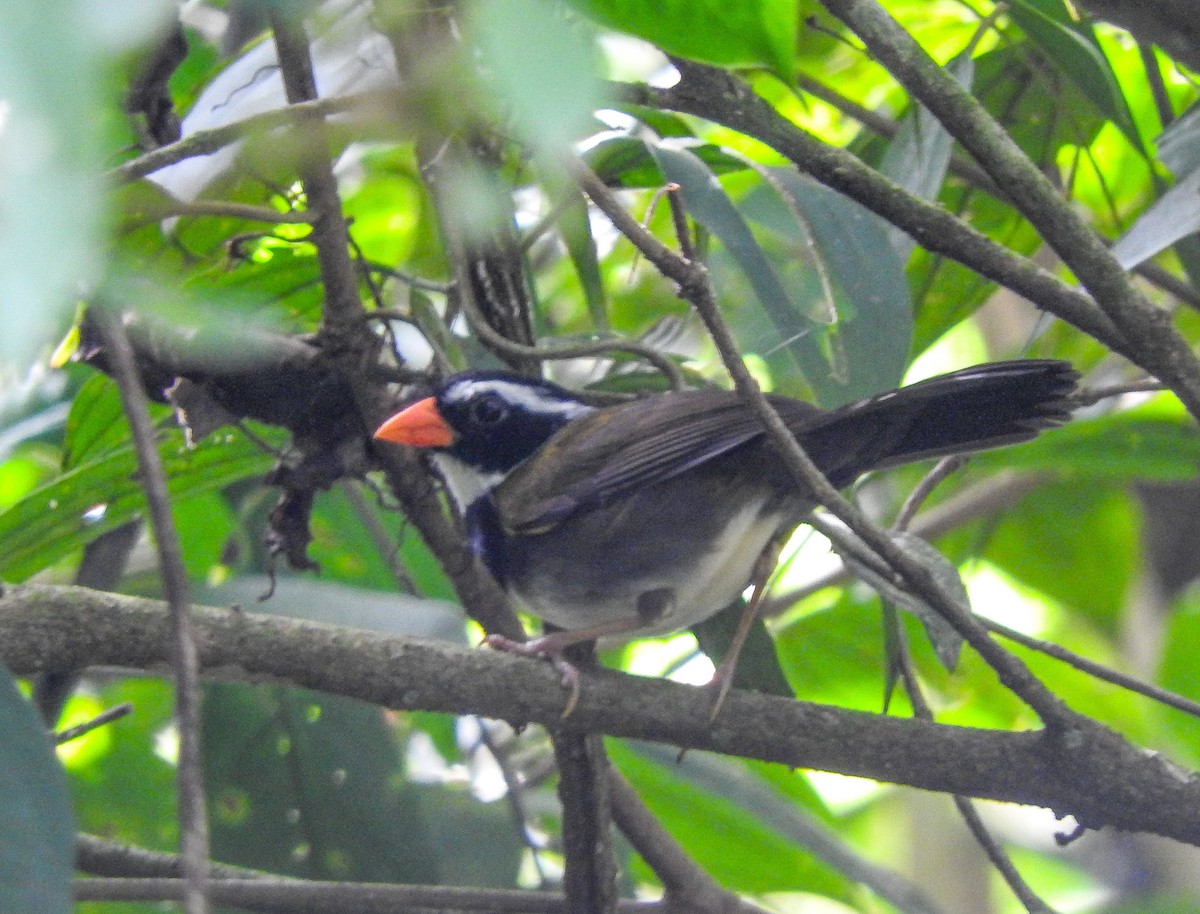 Orange-billed Sparrow - ML615251410