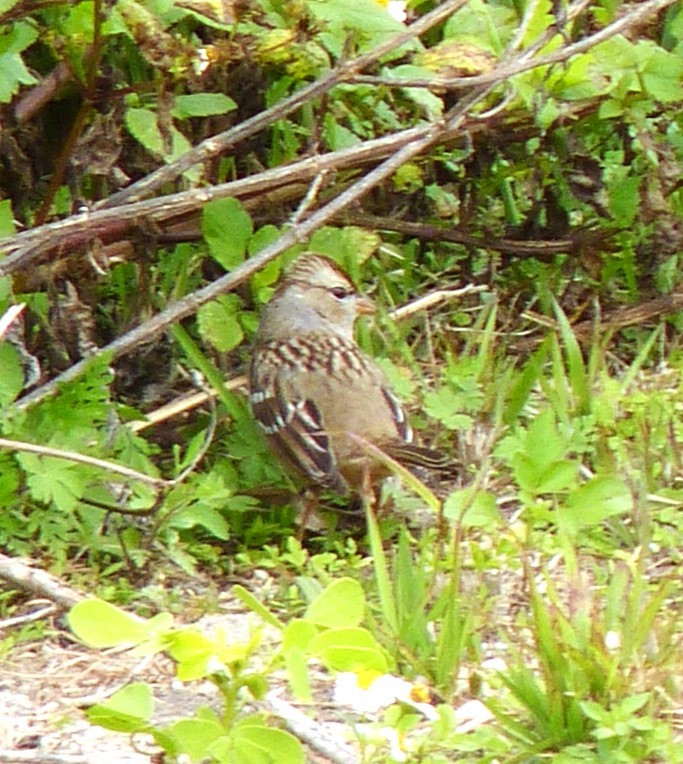 White-crowned Sparrow - ML615251523
