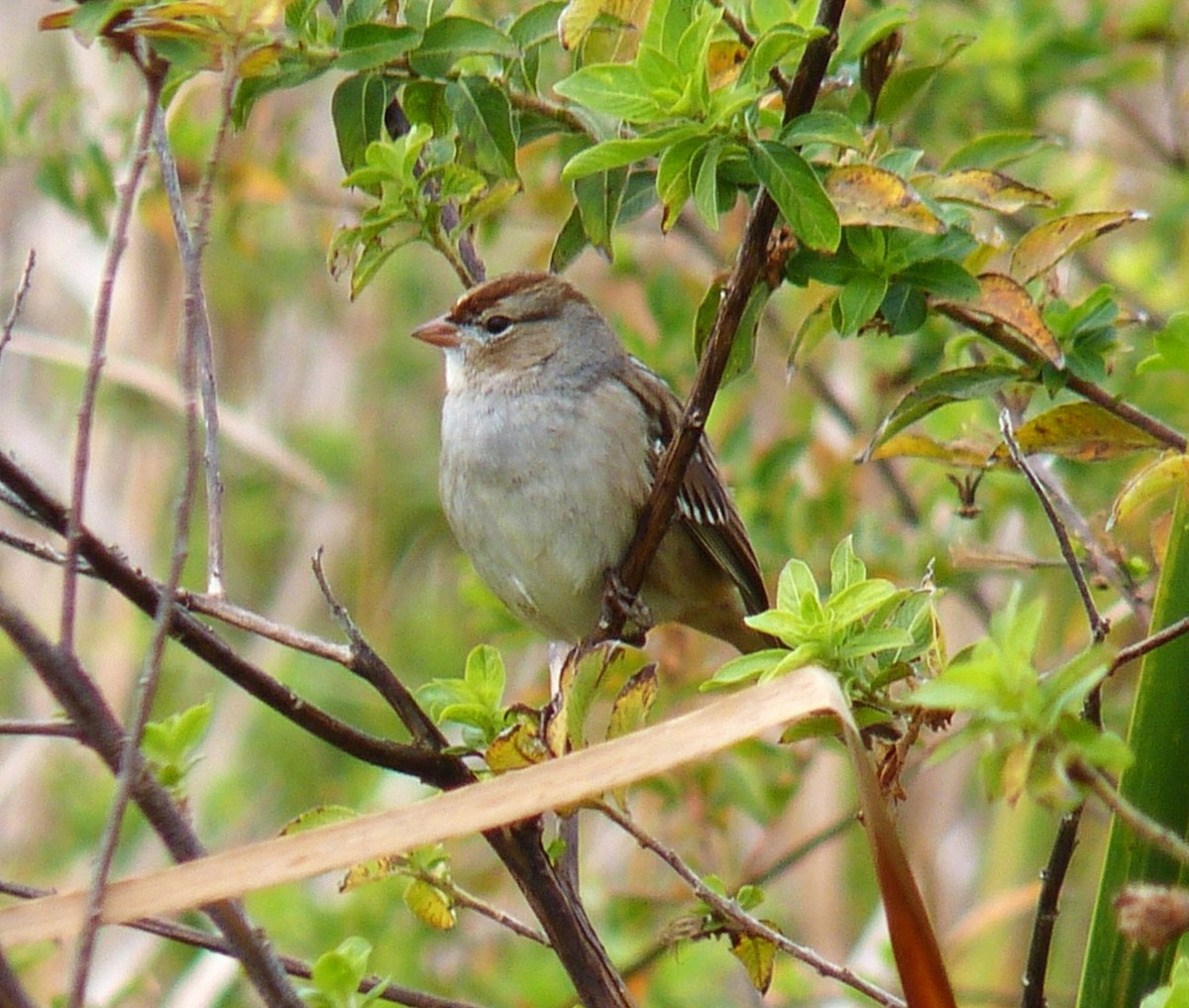 White-crowned Sparrow - ML615251534