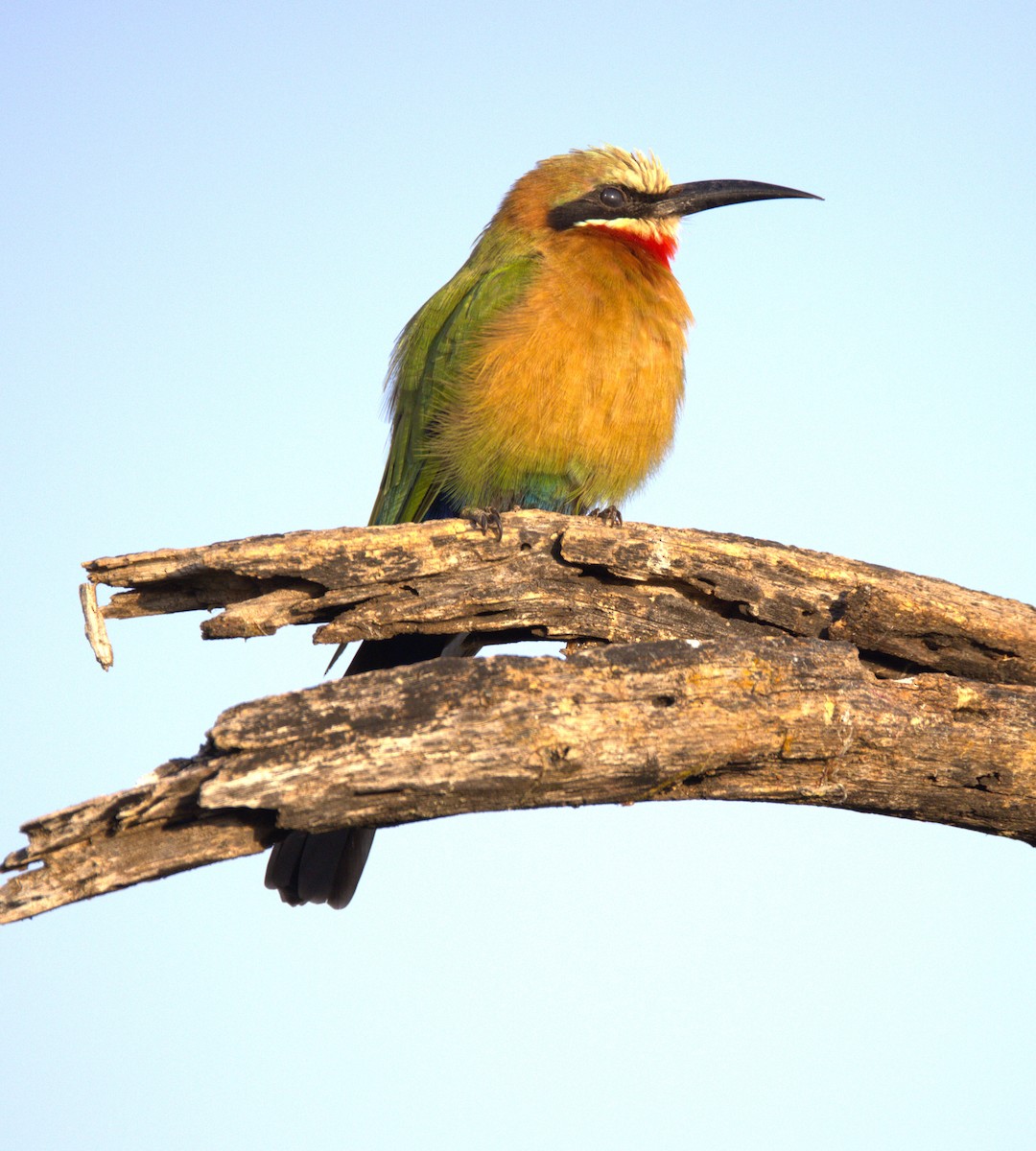 White-fronted Bee-eater - ML615251566