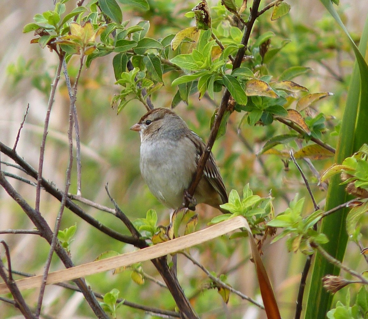 White-crowned Sparrow - ML615251568