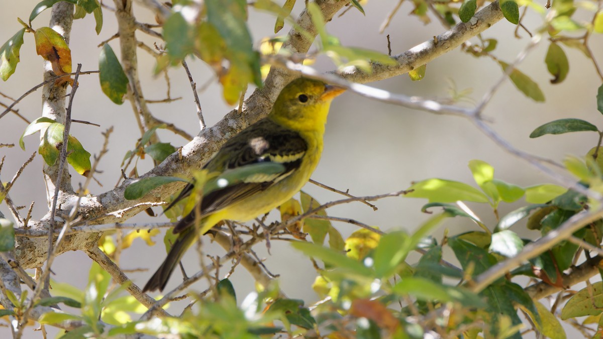 Western Tanager - ML615251646