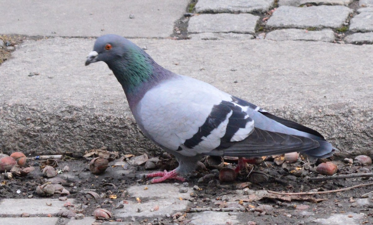 Rock Pigeon (Feral Pigeon) - ML615251670