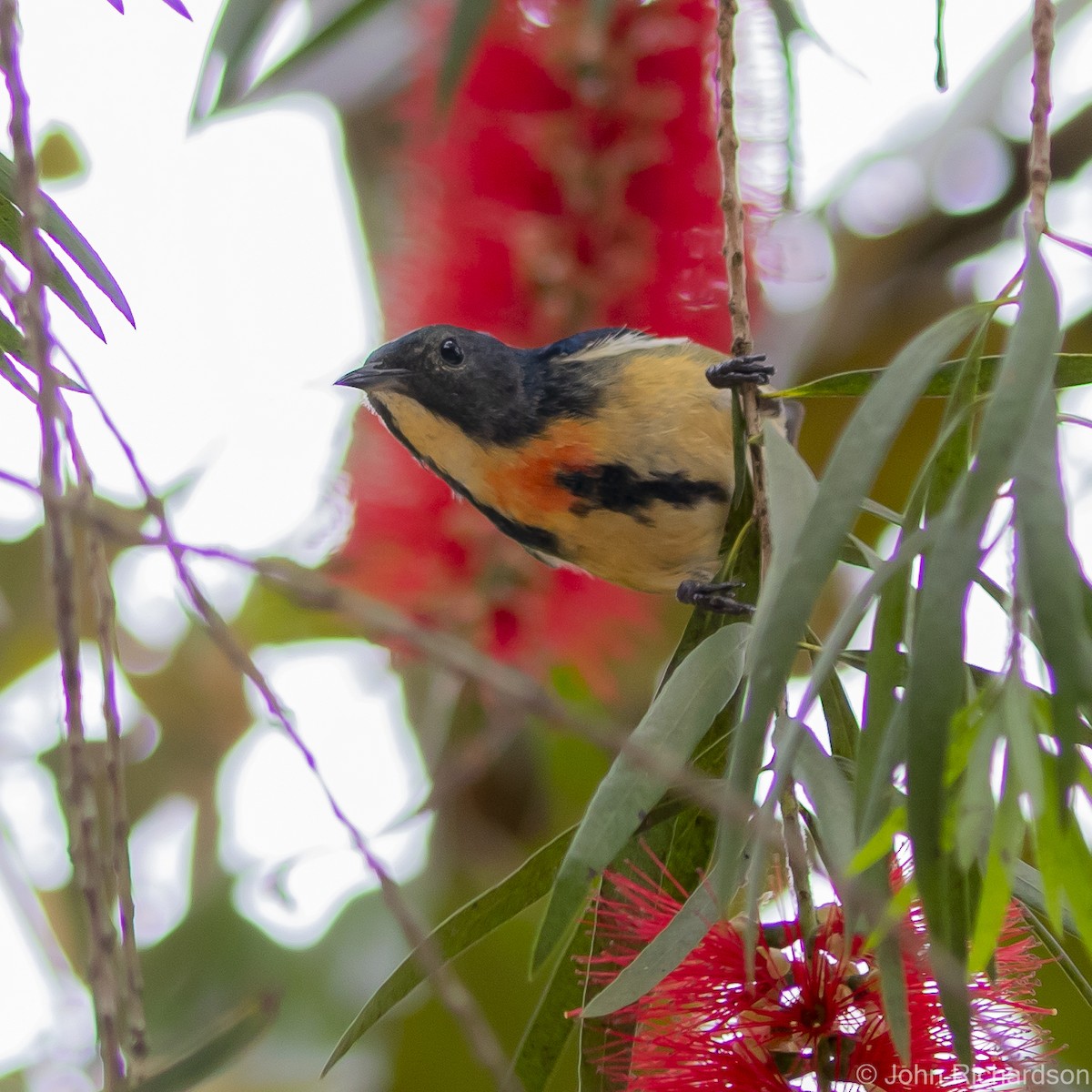 Fire-breasted Flowerpecker - ML615251762