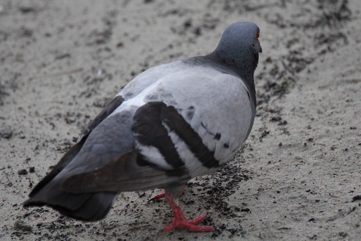 Rock Pigeon (Feral Pigeon) - ML615251903