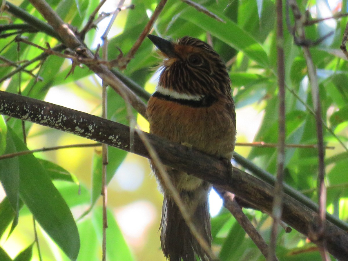 Crescent-chested Puffbird (Greater) - ML615251959
