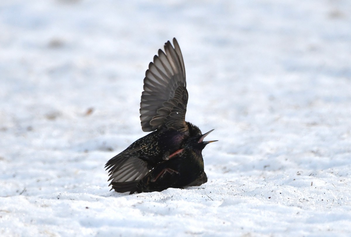 eBird Checklist - 24 Feb 2024 - Grand sentier de l'ouest - 13 species