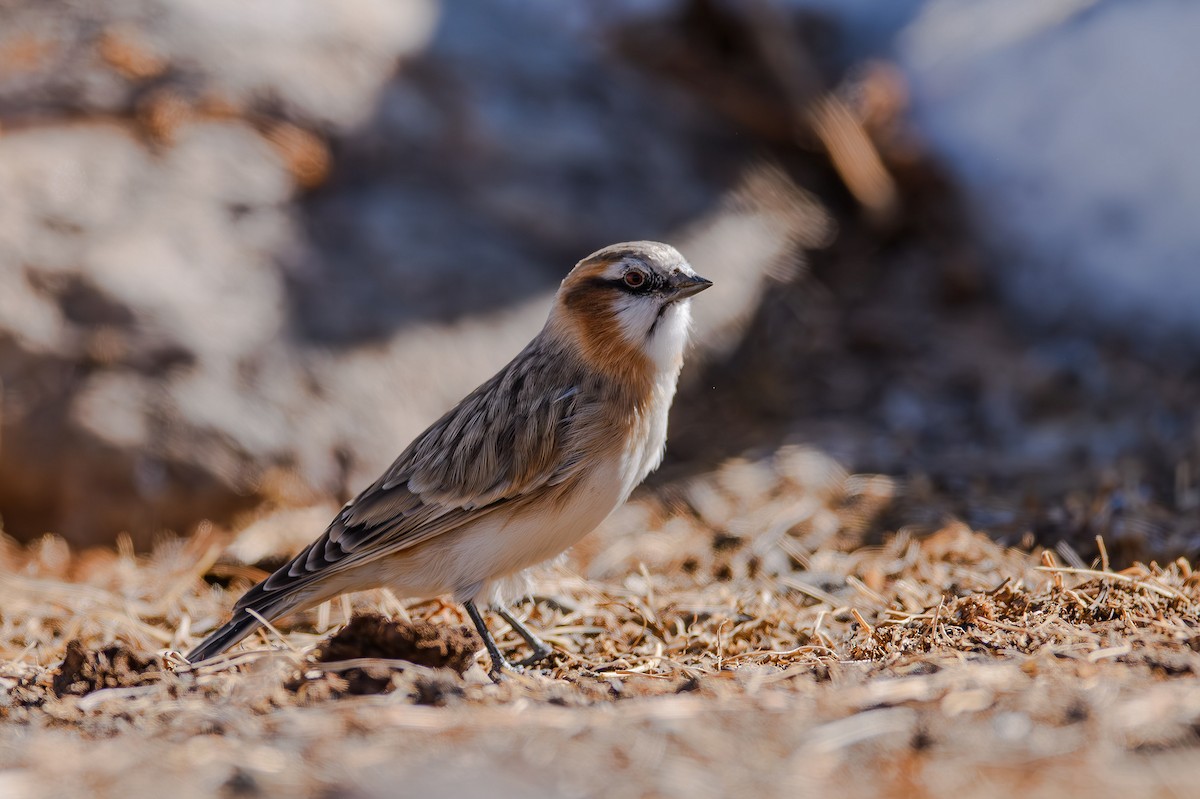 Rufous-necked Snowfinch - ML615252531
