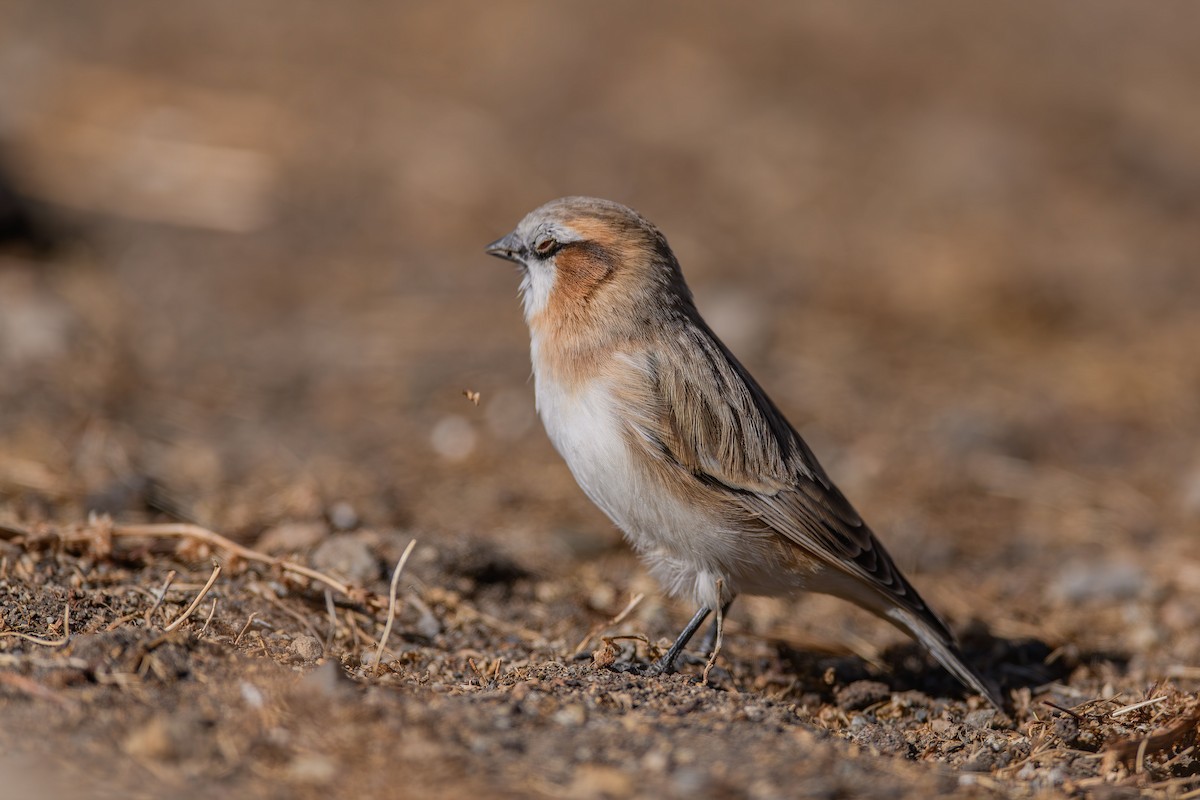 Rufous-necked Snowfinch - ML615252532