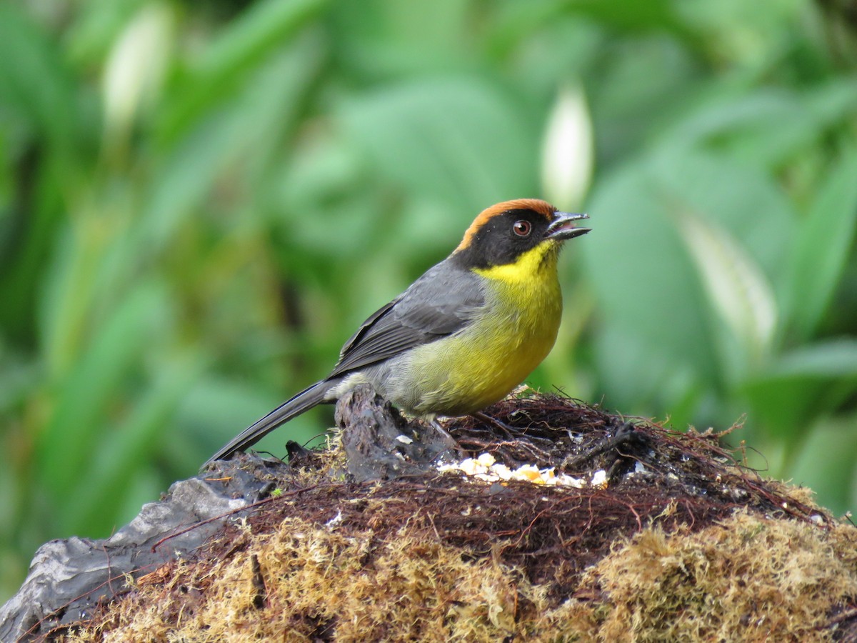 Yellow-breasted Brushfinch (Yellow-breasted) - ML615252575