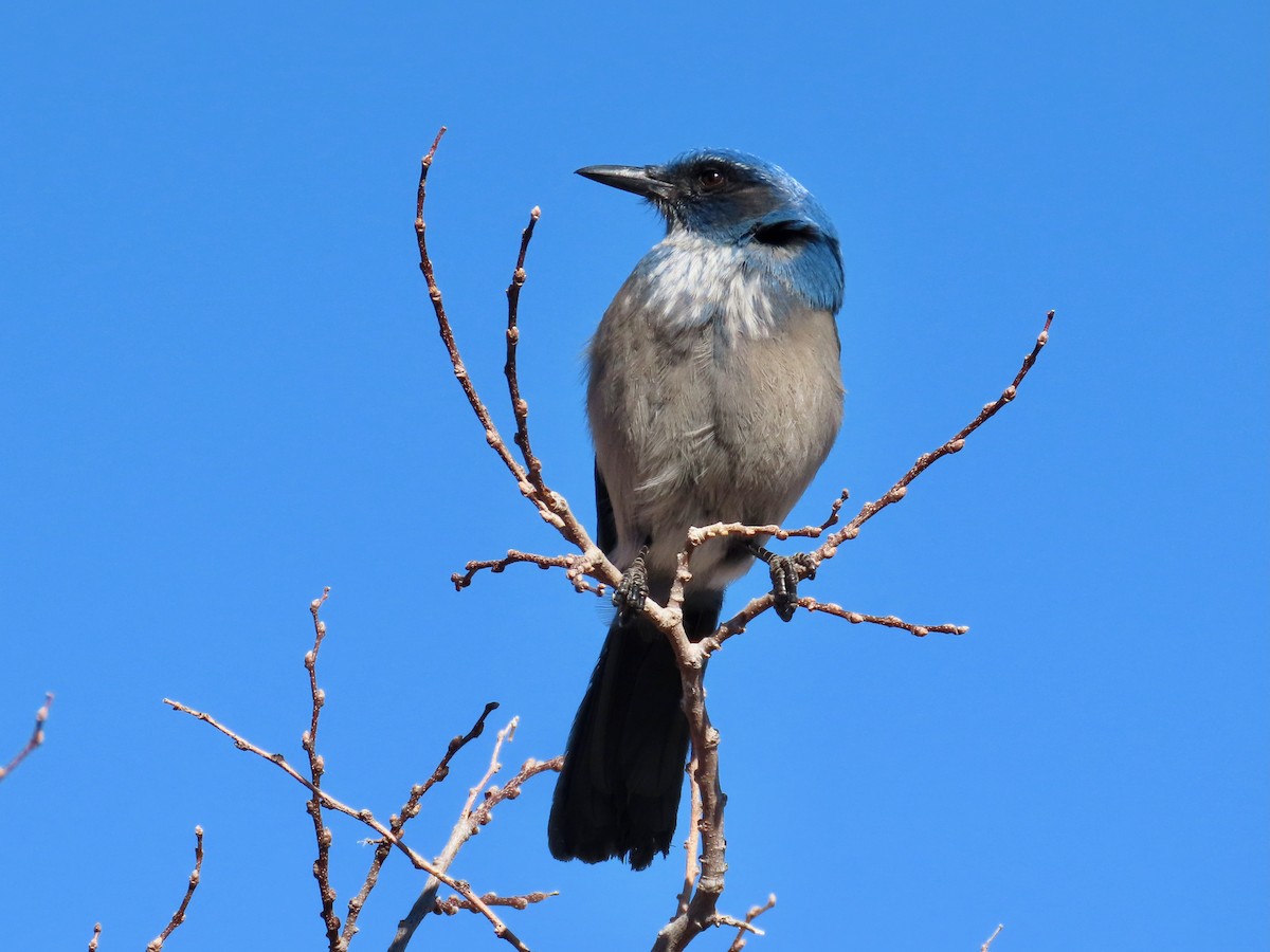 Woodhouse's Scrub-Jay - Greg Vassilopoulos
