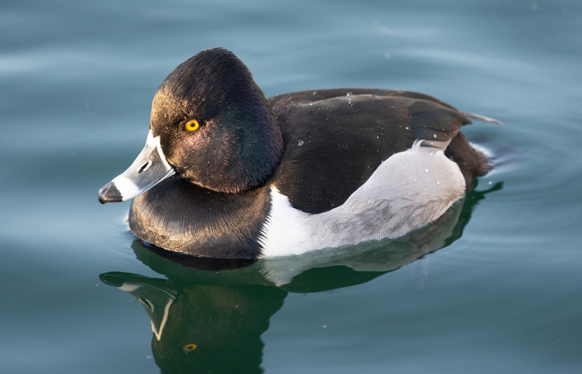 Ring-necked Duck - ML615252652