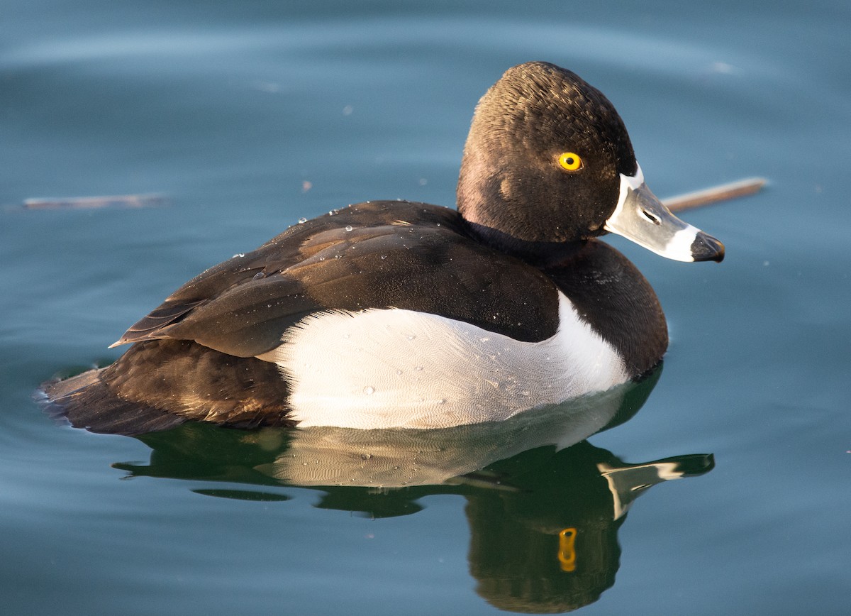 Ring-necked Duck - ML615252654