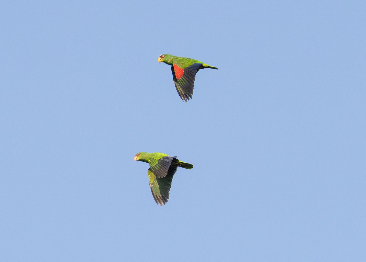 White-fronted Parrot - ML615252770
