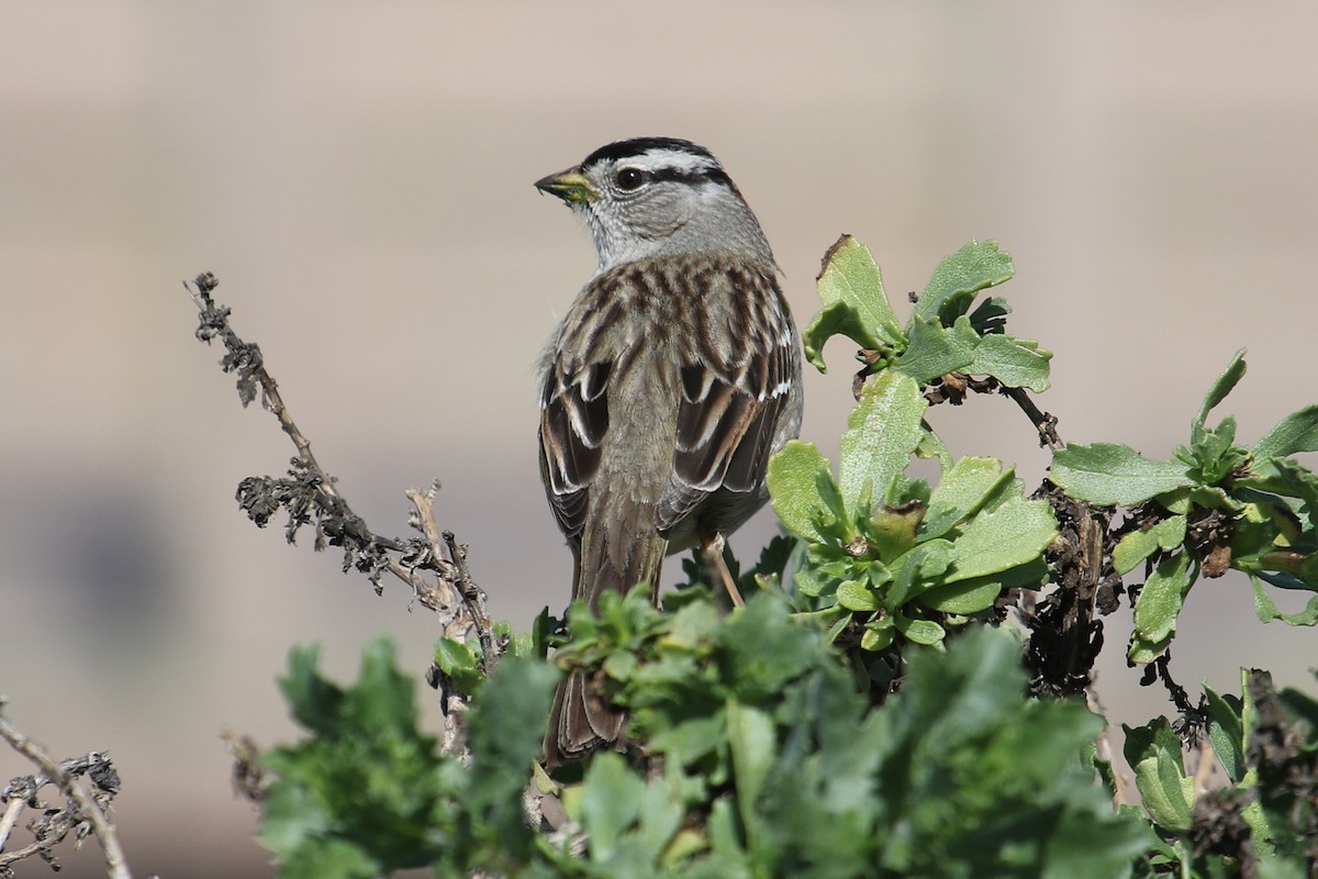White-crowned Sparrow (nuttalli) - ML615252783