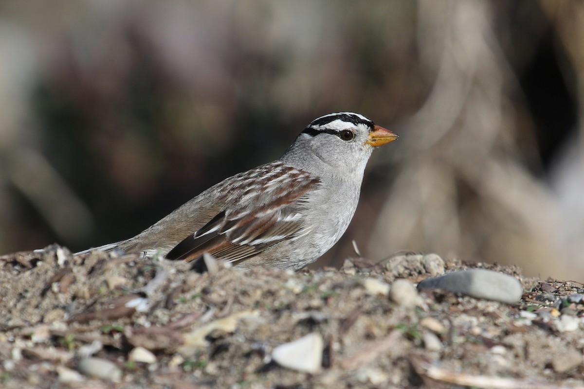 White-crowned Sparrow (Gambel's) - ML615252785