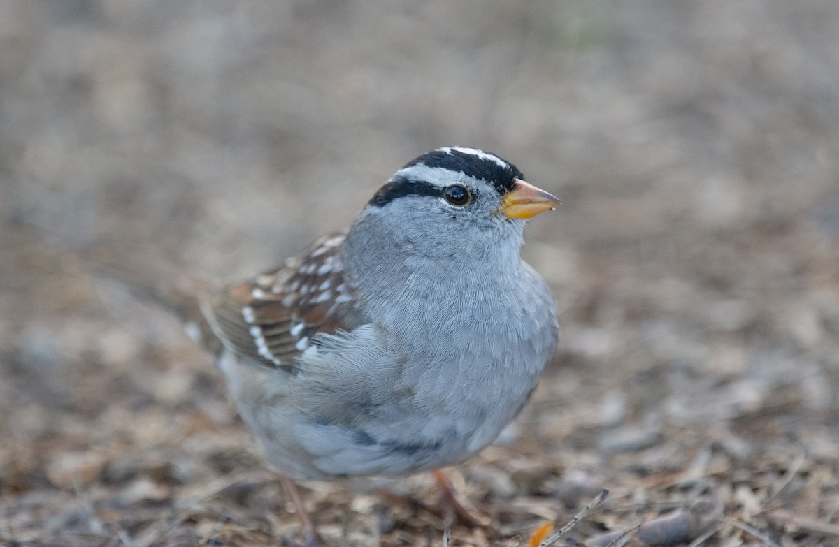 White-crowned Sparrow (Gambel's) - ML615252928