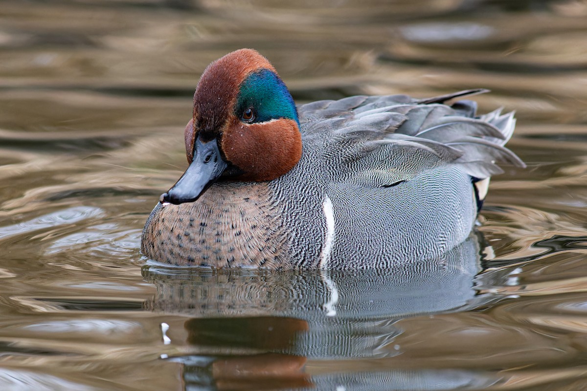 Green-winged Teal - ML615253464