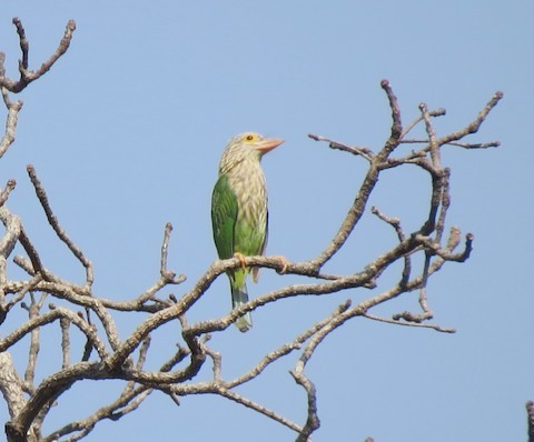 Lineated Barbet - ML615253474