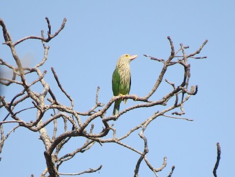 Lineated Barbet - ML615253476