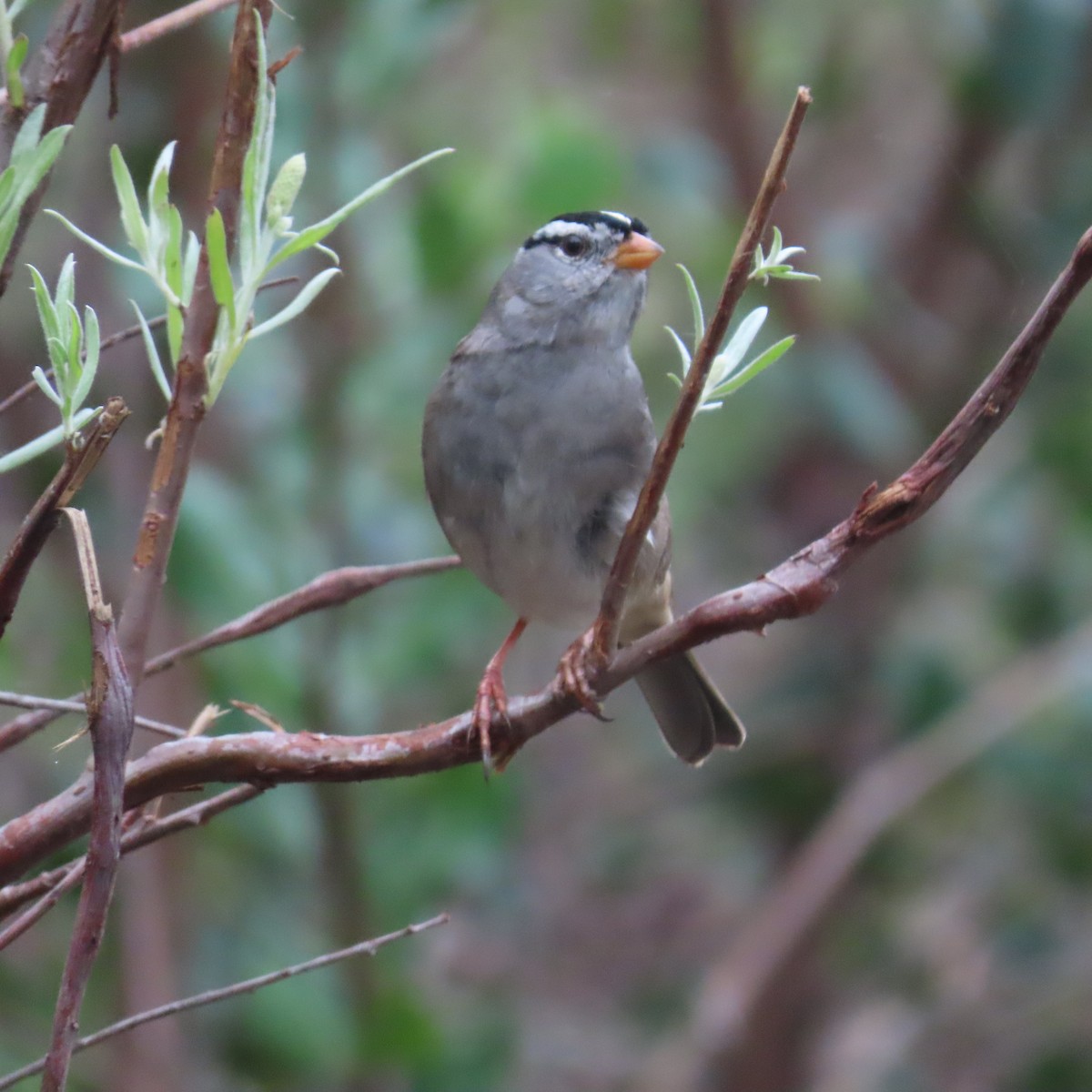 White-crowned Sparrow - ML615253705