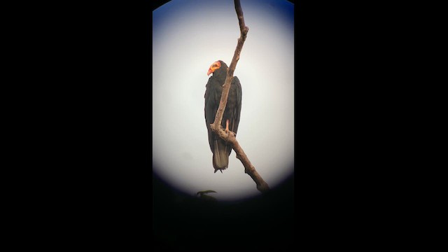 Greater Yellow-headed Vulture - ML615253711