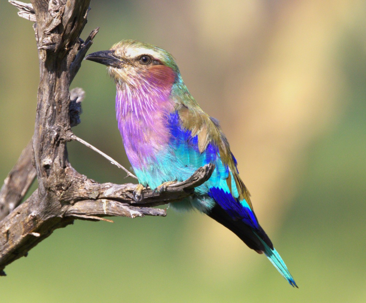 Lilac-breasted Roller - ML615253857